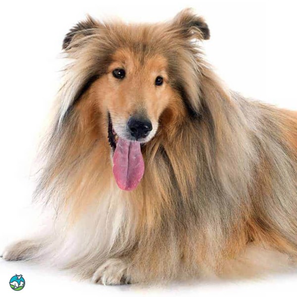 粗毛柯利牧羊犬-6