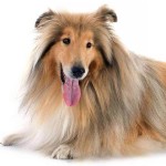 粗毛柯利牧羊犬-缩略图-6