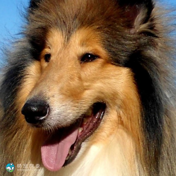 粗毛柯利牧羊犬-7