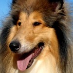 粗毛柯利牧羊犬-缩略图-7