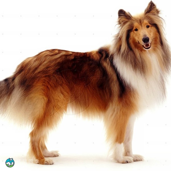 粗毛柯利牧羊犬-8