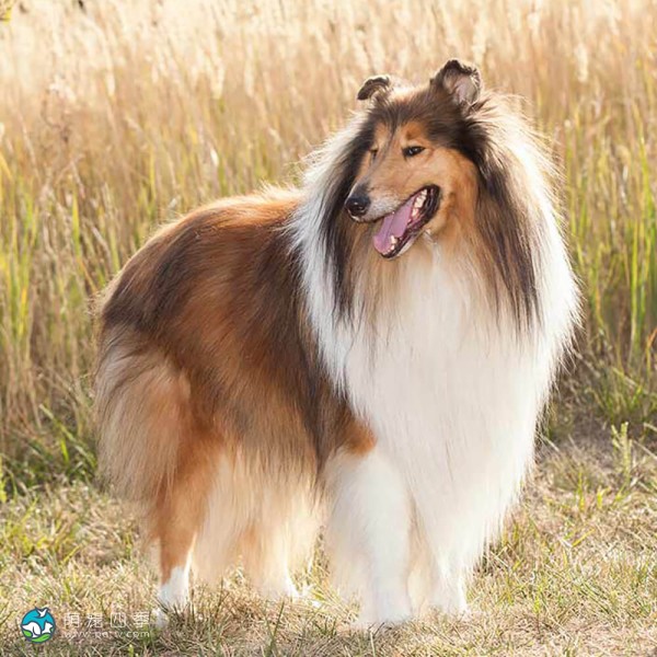 粗毛柯利牧羊犬-9