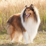 粗毛柯利牧羊犬-缩略图-9