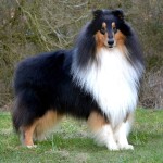 粗毛柯利牧羊犬-缩略图-10