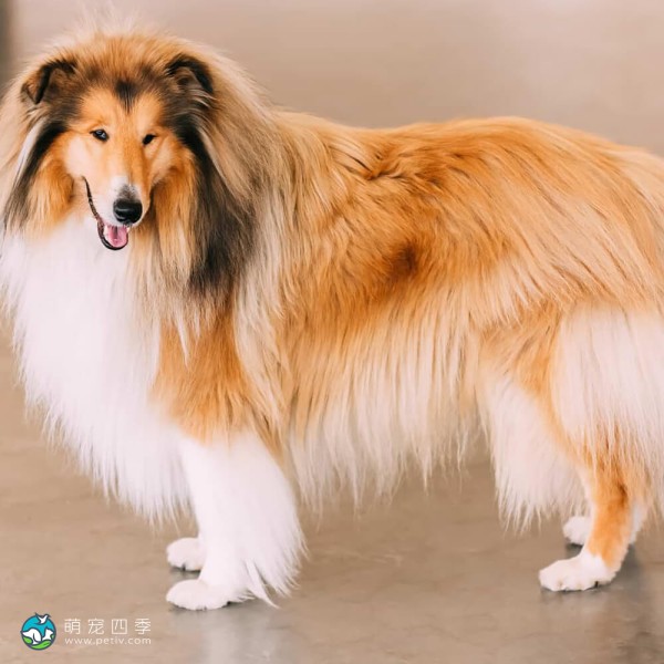 粗毛柯利牧羊犬-11