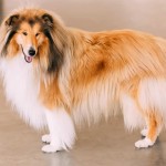 粗毛柯利牧羊犬-缩略图-11