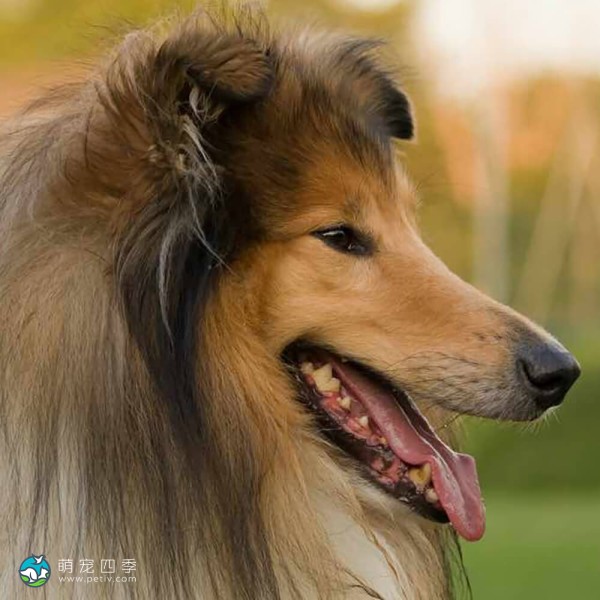 粗毛柯利牧羊犬-12