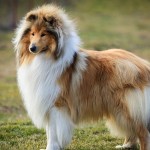 粗毛柯利牧羊犬-缩略图-13