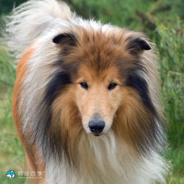 粗毛柯利牧羊犬-14