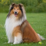 粗毛柯利牧羊犬-缩略图-15