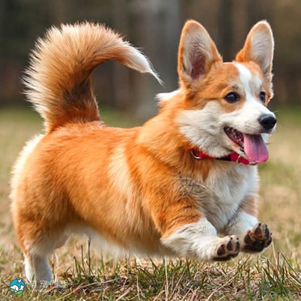 彭布罗克威尔士柯基犬-1