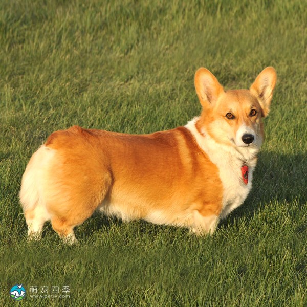 彭布罗克威尔士柯基犬-2