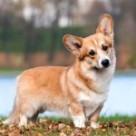 彭布罗克威尔士柯基犬-缩略图-3