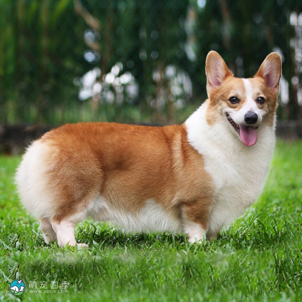 彭布罗克威尔士柯基犬-4