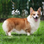 彭布罗克威尔士柯基犬-缩略图-4