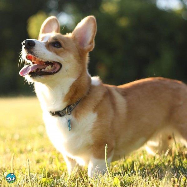 彭布罗克威尔士柯基犬-5