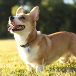 彭布罗克威尔士柯基犬-缩略图-5