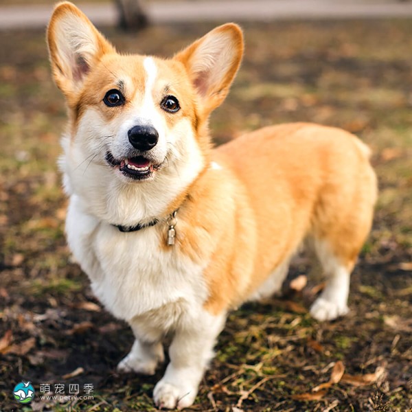 彭布罗克威尔士柯基犬-6