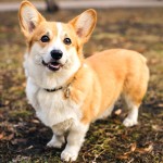 彭布罗克威尔士柯基犬-缩略图-6