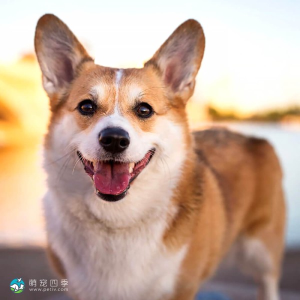 彭布罗克威尔士柯基犬-7