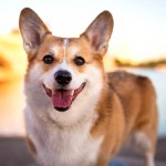 彭布罗克威尔士柯基犬-缩略图-7