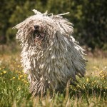 可蒙犬-缩略图-2