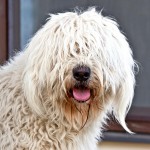 可蒙犬-缩略图-4