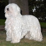 可蒙犬-缩略图-5