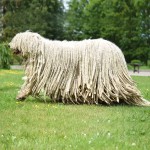 可蒙犬-缩略图-6