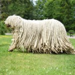 可蒙犬-缩略图-7