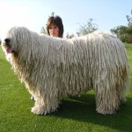 可蒙犬-缩略图-8