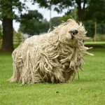 可蒙犬-缩略图-9