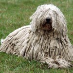 可蒙犬-缩略图-10