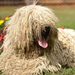 可蒙犬-缩略图-11