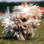 可蒙犬-缩略图-12