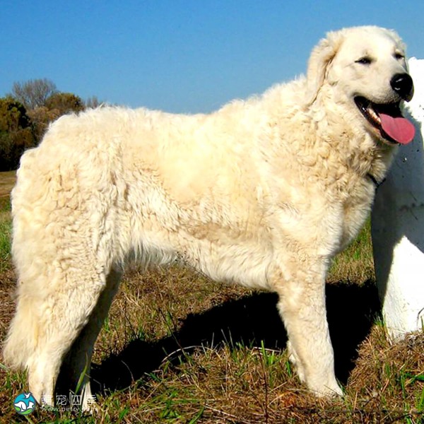 匈牙利库瓦兹犬-1