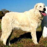 匈牙利库瓦兹犬-缩略图-1