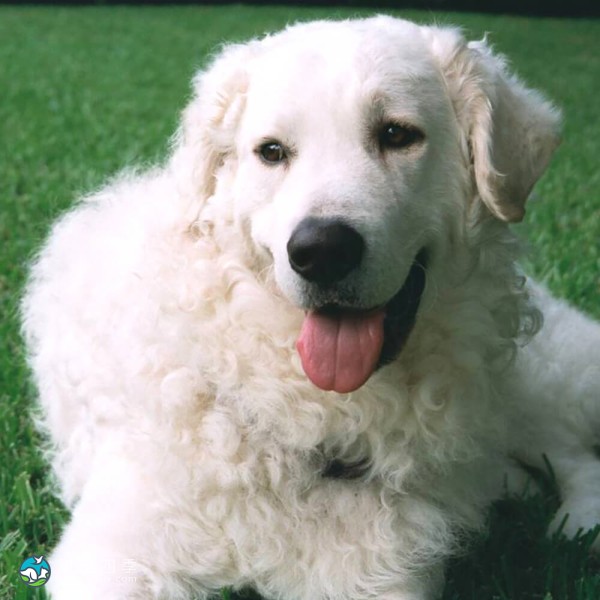 匈牙利库瓦兹犬-2