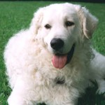 匈牙利库瓦兹犬-缩略图-2