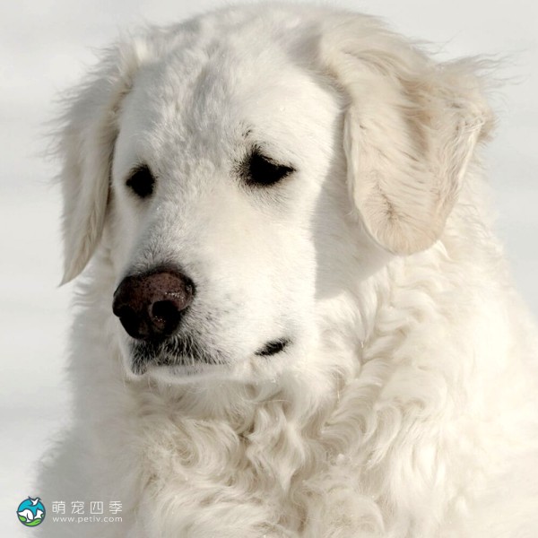 匈牙利库瓦兹犬-3