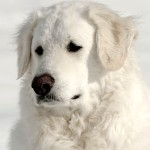 匈牙利库瓦兹犬-缩略图-3