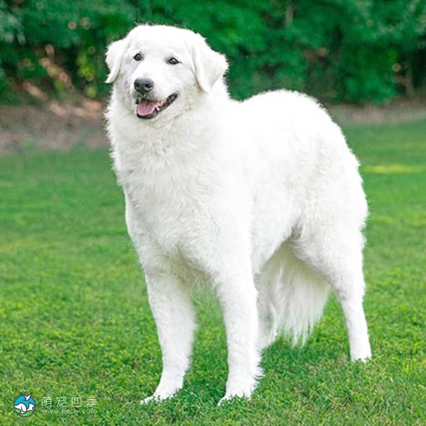 匈牙利库瓦兹犬-4