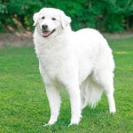 匈牙利库瓦兹犬-缩略图-4