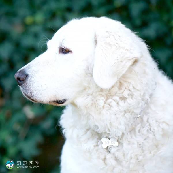 匈牙利库瓦兹犬-5
