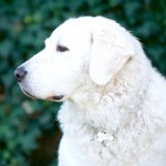 匈牙利库瓦兹犬-缩略图-5