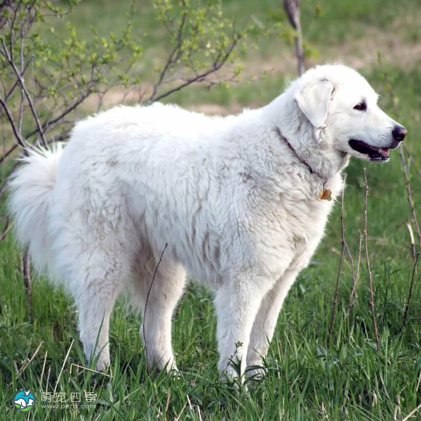 匈牙利库瓦兹犬-6