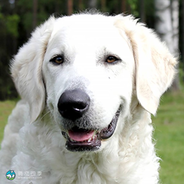 匈牙利库瓦兹犬-7