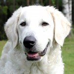 匈牙利库瓦兹犬-缩略图-7