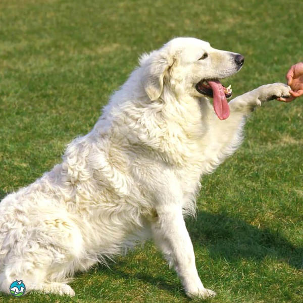 匈牙利库瓦兹犬-8