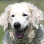 匈牙利库瓦兹犬-缩略图-9